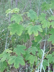 Acer pseudoplatanus