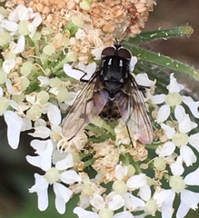Graphomya maculata