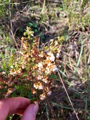 Erica margaritacea