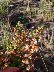 Erica margaritacea