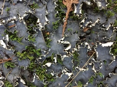 Peltigera elisabethae