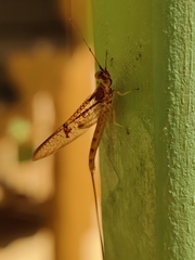 Ephemera danica