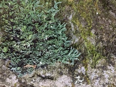 Cladonia scabriuscula