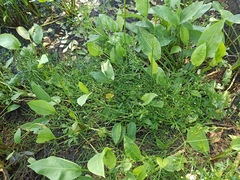 Ranunculus sceleratus