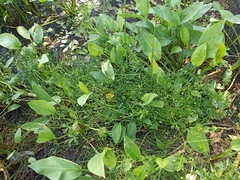 Ranunculus sceleratus