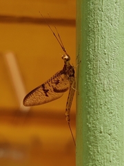 Ephemera danica