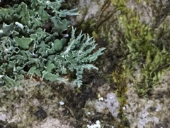 Cladonia scabriuscula