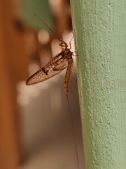 Ephemera danica