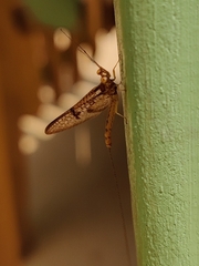 Ephemera danica