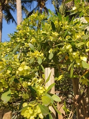Acridocarpus natalitius