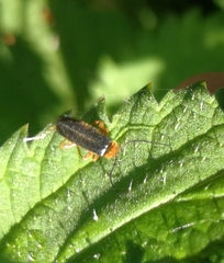 Cantharis flavilabris