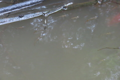 Aplocheilus lineatus