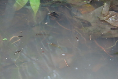 Aplocheilus lineatus