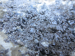 Acarospora glaucocarpa