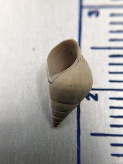 Bithynia tentaculata