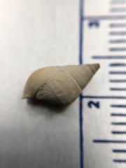 Bithynia tentaculata