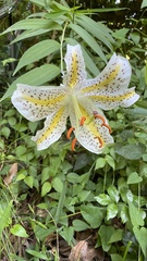 Lilium auratum