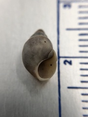 Bithynia tentaculata