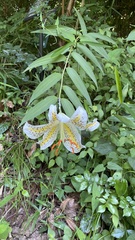 Lilium auratum