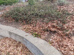 Arctostaphylos franciscana