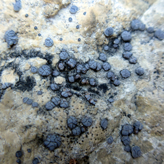 Acarospora glaucocarpa