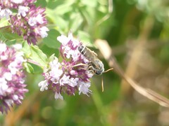 Halictus sexcinctus