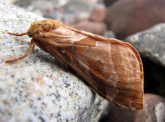 Sthenopis purpurascens