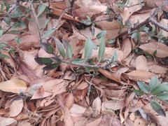 Arctostaphylos franciscana