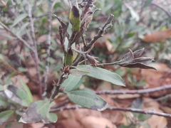 Arctostaphylos franciscana