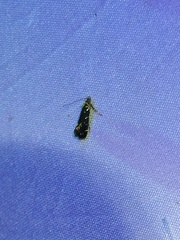 Strobisia proserpinella