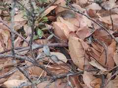 Arctostaphylos franciscana