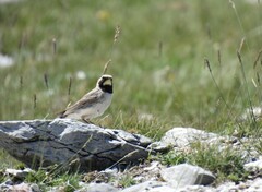 Eremophila alpestris balcanica