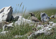 Eremophila alpestris balcanica