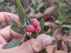 Arctostaphylos franciscana