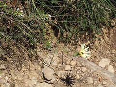 Scorzonera angustifolia