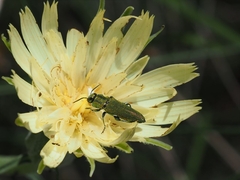 Scorzonera angustifolia