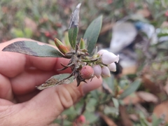 Arctostaphylos franciscana