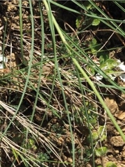 Scorzonera angustifolia