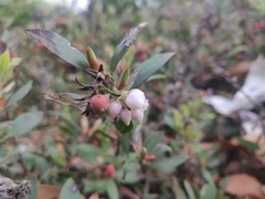 Arctostaphylos franciscana