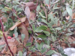 Arctostaphylos franciscana