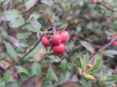 Arctostaphylos franciscana