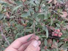 Arctostaphylos franciscana