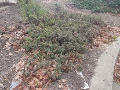 Arctostaphylos franciscana