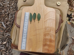 Arctostaphylos franciscana