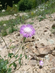Centaurea iberica