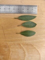 Arctostaphylos franciscana