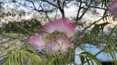 Albizia julibrissin