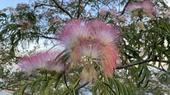Albizia julibrissin