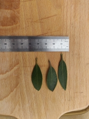 Arctostaphylos franciscana