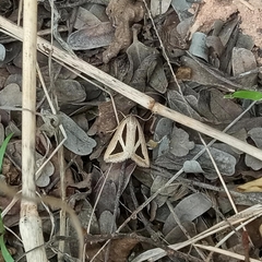 Chalciope pusilla